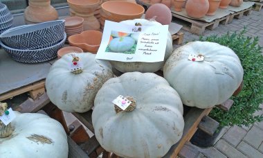 Kürbisse aus regionalem Anbau