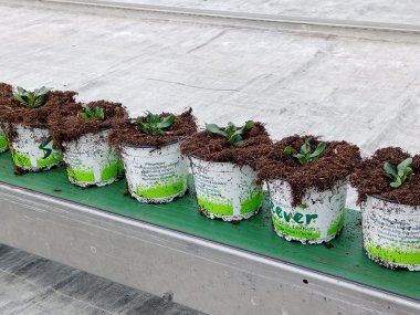 Frühblüher aus der Gärtnerei Seever 2022