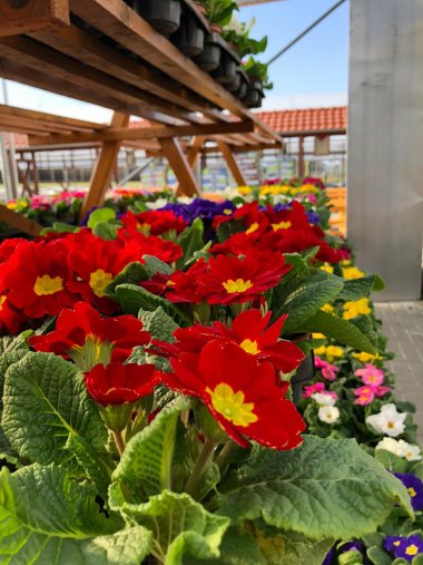 Frühlingssortiment bei Gartenbau Seever