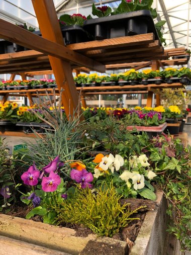 Frühlingssortiment bei Gartenbau Seever