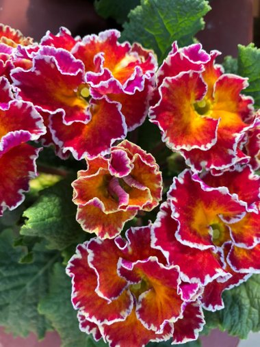 Frühlingssortiment bei Gartenbau Seever