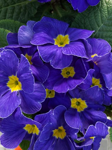 Frühlingssortiment bei Gartenbau Seever