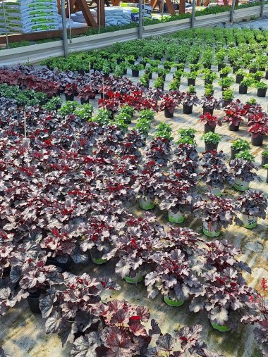 Frühlingssortiment bei Gartenbau Seever