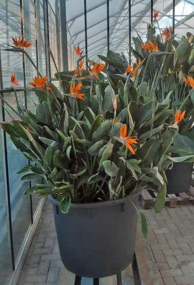 Frühlingssortiment bei Gartenbau Seever