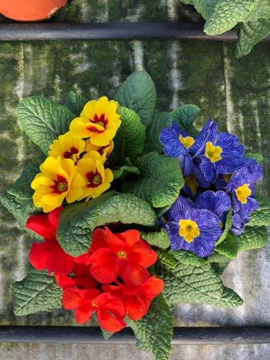 Frühlingssortiment bei Gartenbau Seever