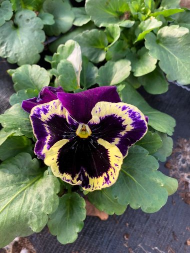 Frühlingssortiment bei Gartenbau Seever