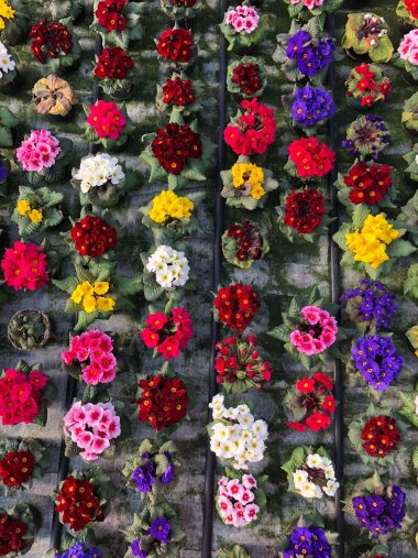 Frühlingssortiment bei Gartenbau Seever