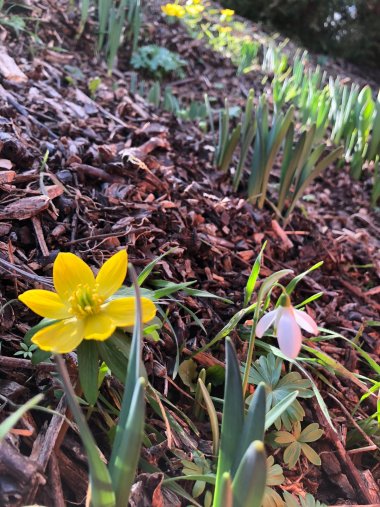 Frühlingssortiment bei Gartenbau Seever