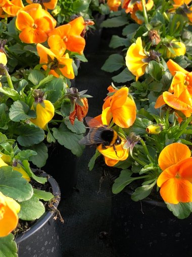 Frühlingssortiment bei Gartenbau Seever