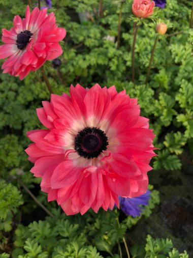 Frühlingssortiment bei Gartenbau Seever