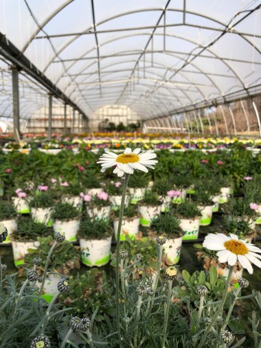 Frühlingssortiment bei Gartenbau Seever