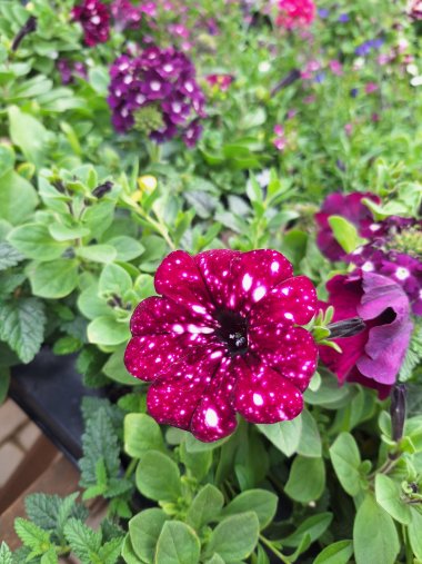 Sommer bei Gartenbau Seever
