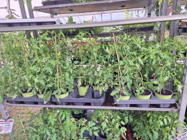 Sommer bei Gartenbau Seever