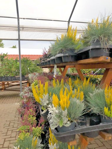 Herbssortiment der Gärtnerei Seever