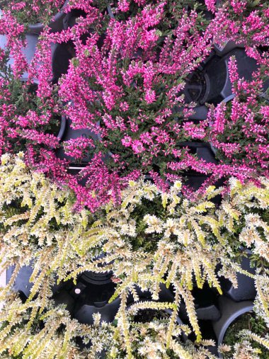 Herbssortiment der Gärtnerei Seever