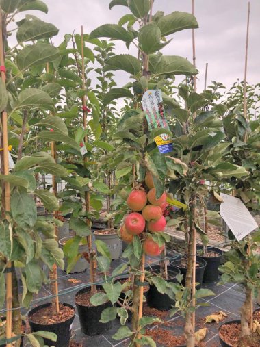 Herbssortiment der Gärtnerei Seever