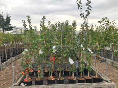 Herbssortiment der Gärtnerei Seever