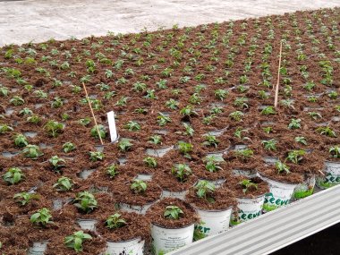 Frühblüher aus der Gärtnerei Seever 2022