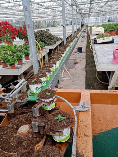 Frühblüher aus der Gärtnerei Seever 2022