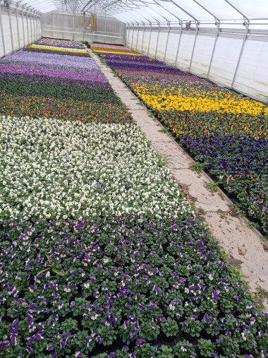 Produktion im Gewächshaus Frühling 2023