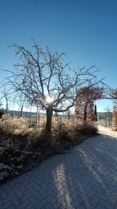 Winterimpressionen aus der Gärtnerei Seever