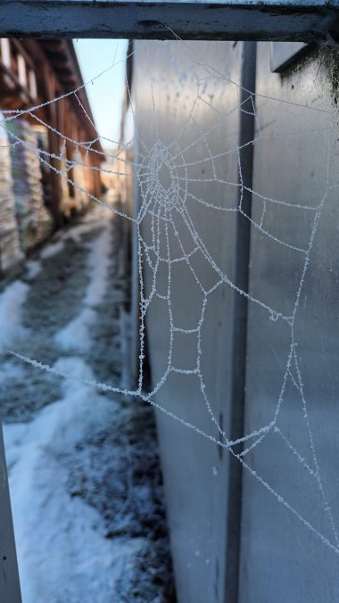 Winterimpressionen aus der Gärtnerei Seever
