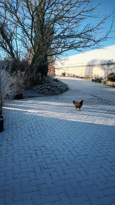 Winterimpressionen aus der Gärtnerei Seever