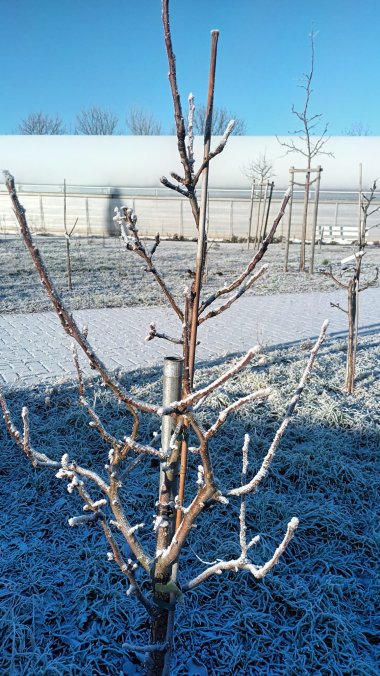 Winterimpressionen aus der Gärtnerei Seever