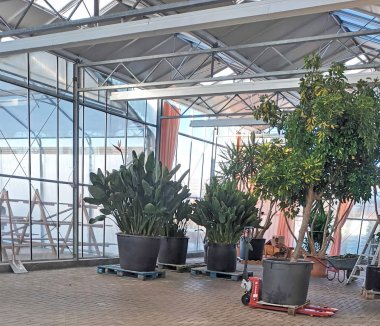 Winterimpressionen aus der Gärtnerei Seever