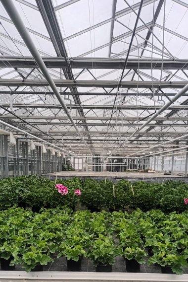 Sommersortiment der Gärtnerei Seever