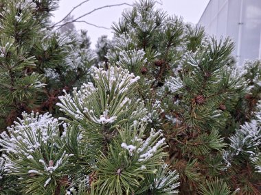 Winterimpressionen aus der Gärtnerei Seever
