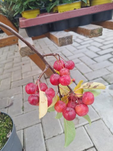 Herbstsortiment der Gärtnerei Seever