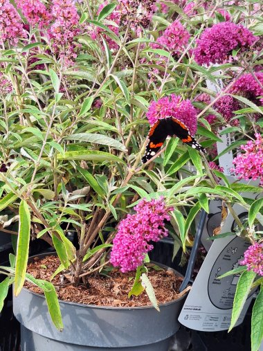 Herbstsortiment der Gärtnerei Seever