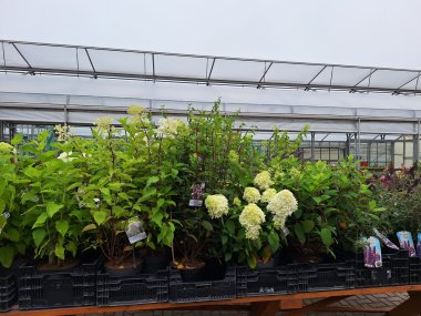 Herbstsortiment der Gärtnerei Seever