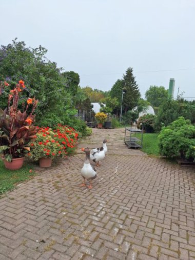 Herbstsortiment der Gärtnerei Seever