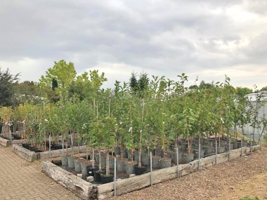 Herbstsortiment der Gärtnerei Seever