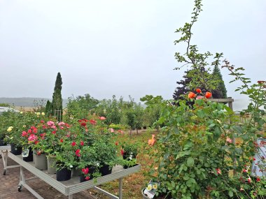 Rosensortiment der Gärtnerei Seever