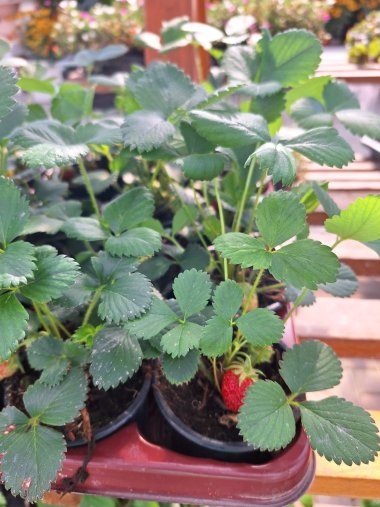 Herbstsortiment der Gärtnerei Seever