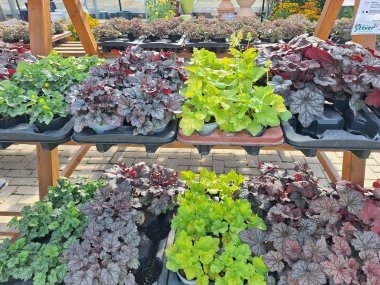 Herbstsortiment der Gärtnerei Seever