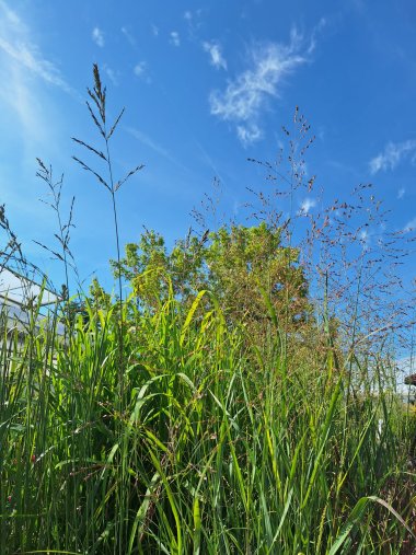 Herbstsortiment der Gärtnerei Seever