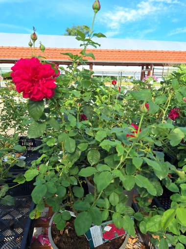 Herbstsortiment der Gärtnerei Seever