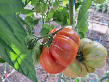 Herbstsortiment der Gärtnerei Seever