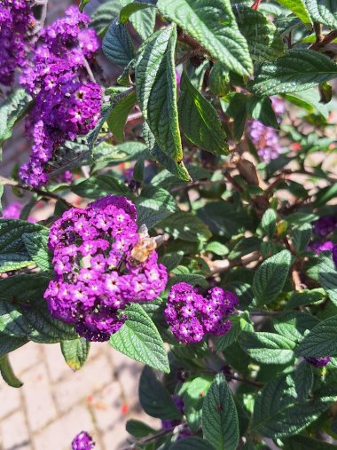 Sommersortiment der Gärtnerei Seever