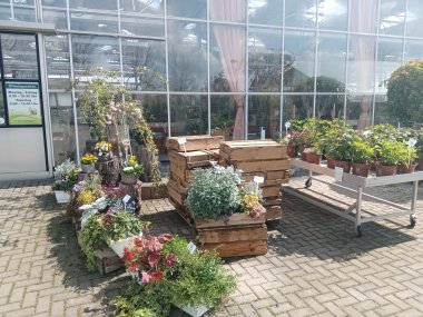 Sommersortiment der Gärtnerei Seever