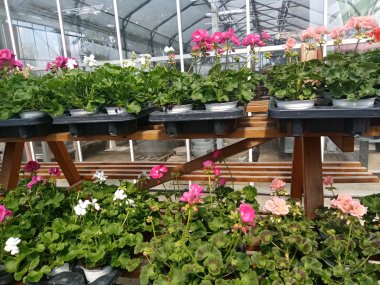 Sommersortiment der Gärtnerei Seever