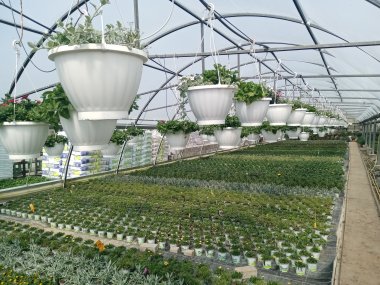 Sommersortiment der Gärtnerei Seever