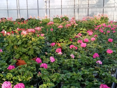 Sommersortiment der Gärtnerei Seever