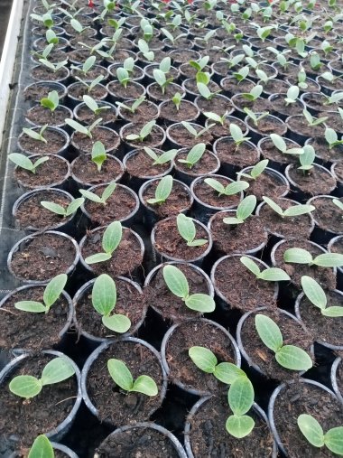 Sommersortiment der Gärtnerei Seever